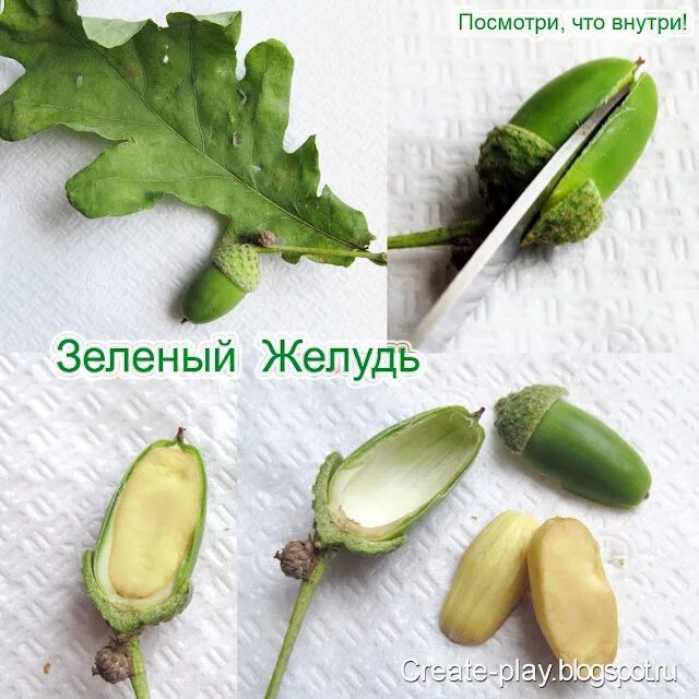 Что находится внутри желудя Филиал ФБУ "РОСЛЕСОЗАЩИТА" "ЦЗЛ Краснодарского края": ЗАГОТОВКА СЕМЯН ЛЕСНЫХ Р