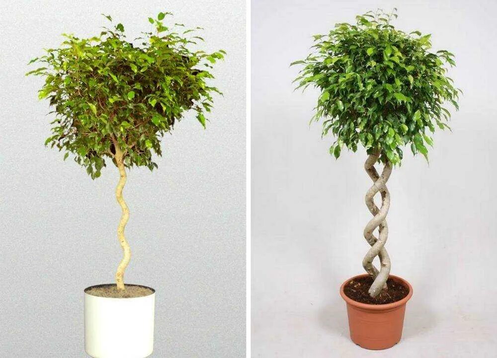 Формируем фикус бенджамина. Фикус бенджамина бонсай. Формируем фикус бенджамина. Плетение фикуса бенджамина. Фикус бенджамина крона.
