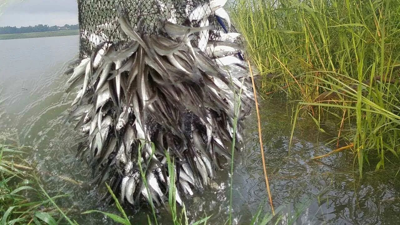 Какую рыбу ловят сетями