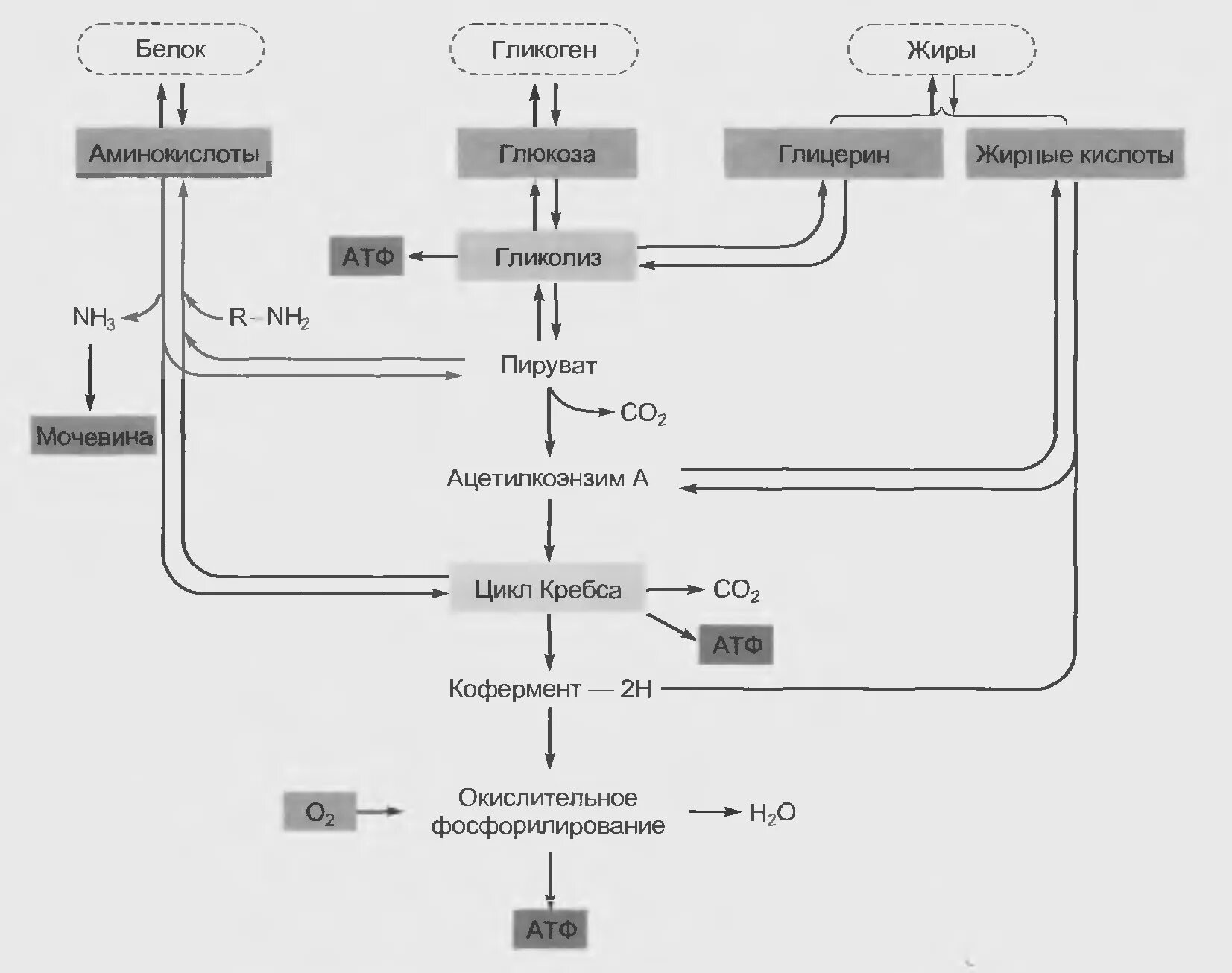 Синтез белка из углеводов. Общую схему синтеза жиров из углеводов. Синтез белков из углеводов и жиров. Цикл Кребса схема белки жиры углеводы. Синтез жиров из белков.