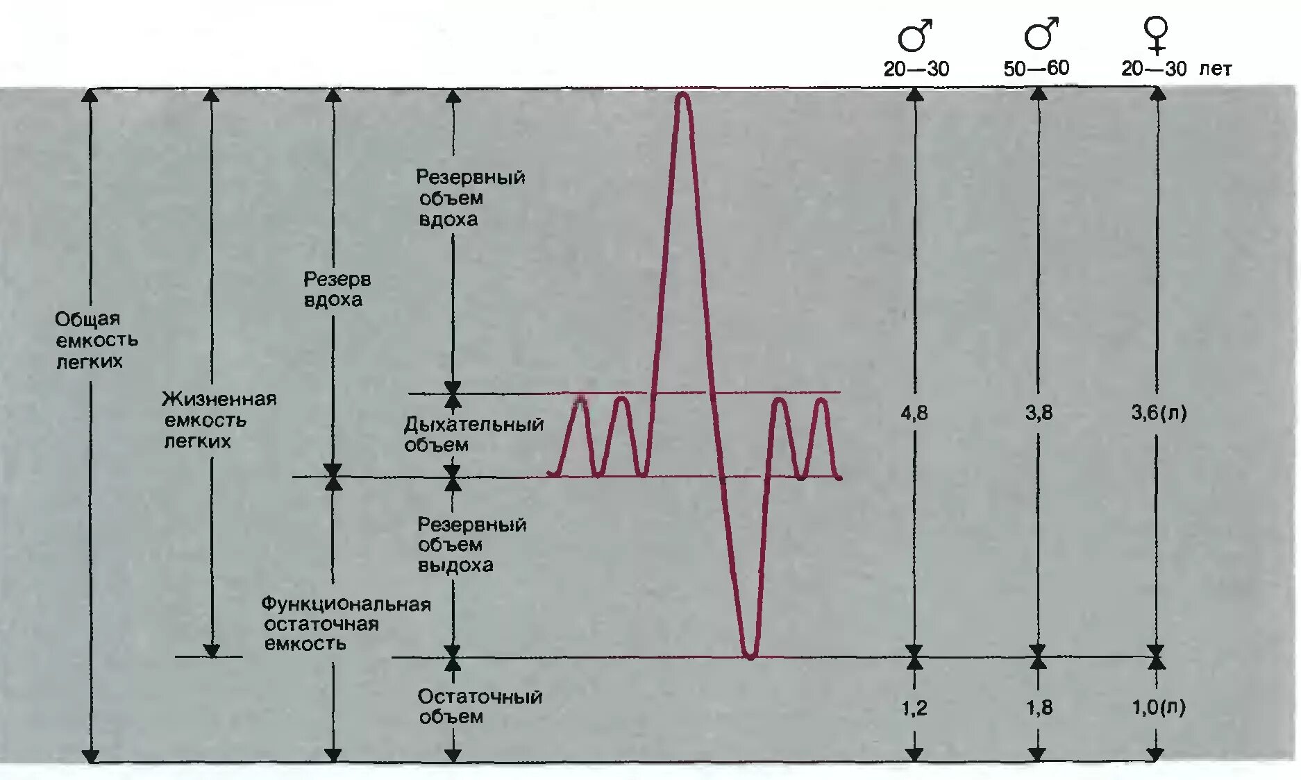 Функциональное деление емкости легких. Легочные объемы и жизненная емкость легких. Емкость легких остаточного объема. Жизненная емкость легких дыхательный объем. Объемы и емкости легких физиология.