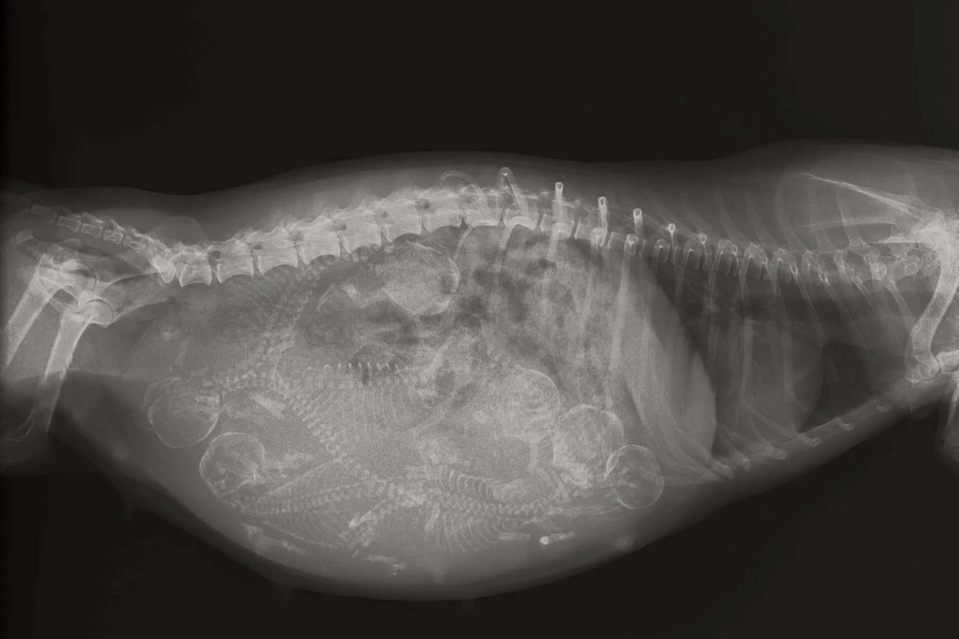 Беременна ли сука. Рентген брюшной полости собаки. Рентген беременной собаки.