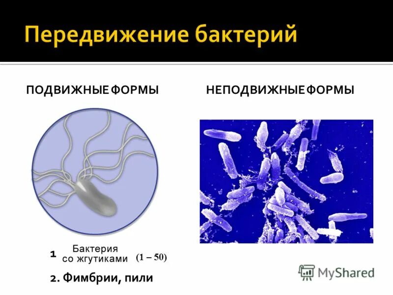 Передвижение бактерий. Подвижные формы бактерий. Подвижные и неподвижные формы бактерий. Движение микроорганизмов это.