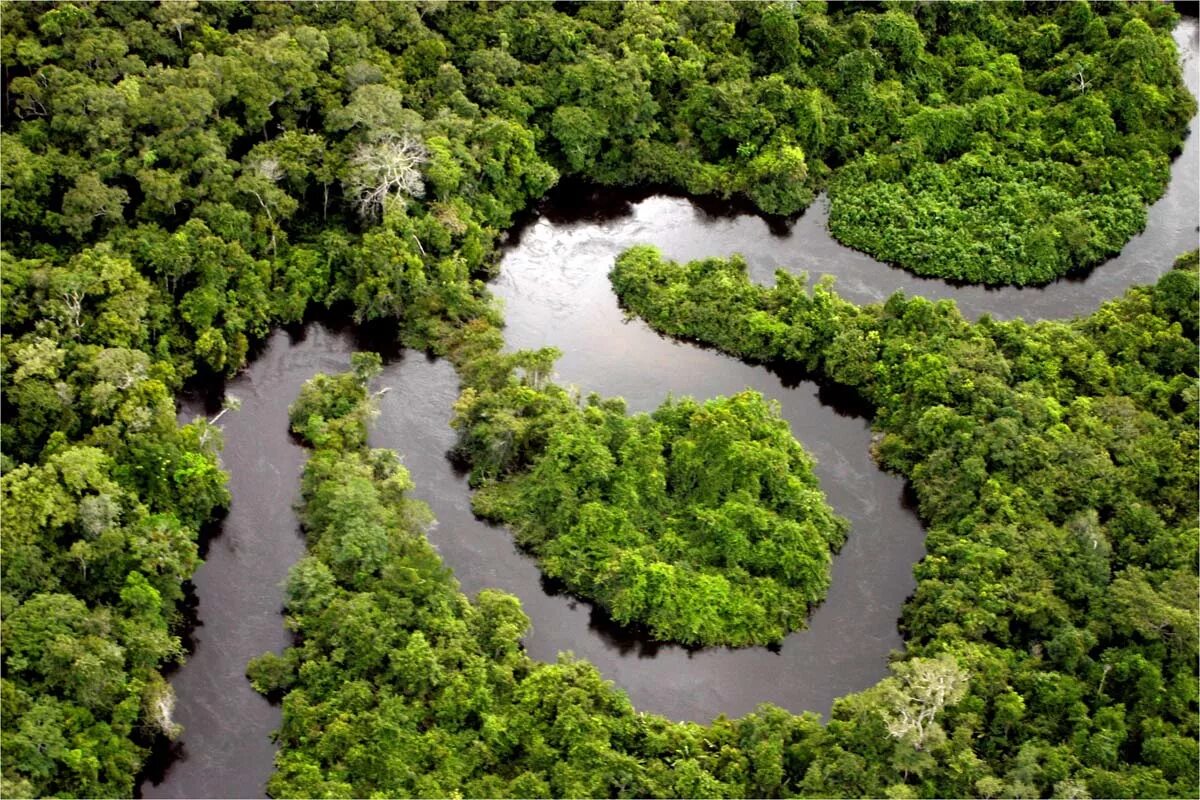 Amazon borneo congo. Река Амазонка в Бразилии. Манаус Бразилия Амазонка. Бразилия тропические леса Сельва. Река Аракара в Бразилии.