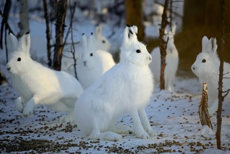 Мире животных зайцы