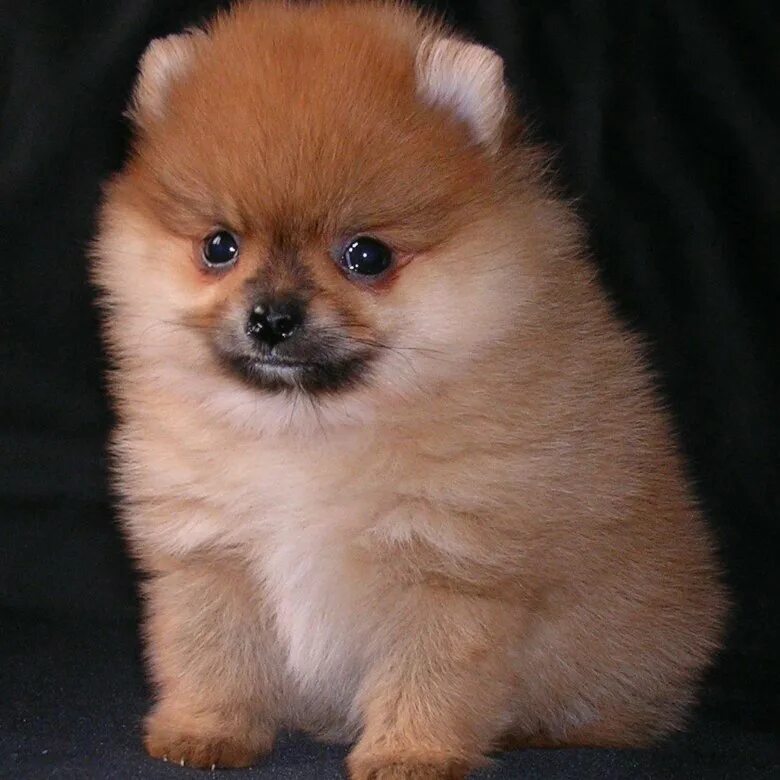 средний шпиц миттельшпиц. померанский шпиц. палевые щенки шпица. порода собак шпица девочки. называется шпиц.