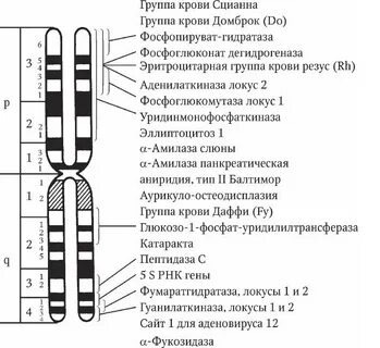 Хромосомная карта