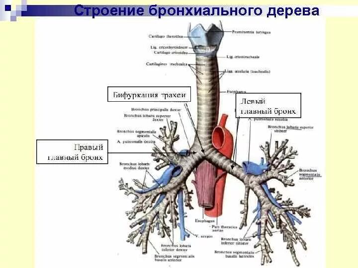 Трахея бронхиальное дерево строение. Строение бронхиального дерева схема анатомия. Строение трахеи, бронхов, бронхиального дерева. Дыхательная система бронхиальное дерево.