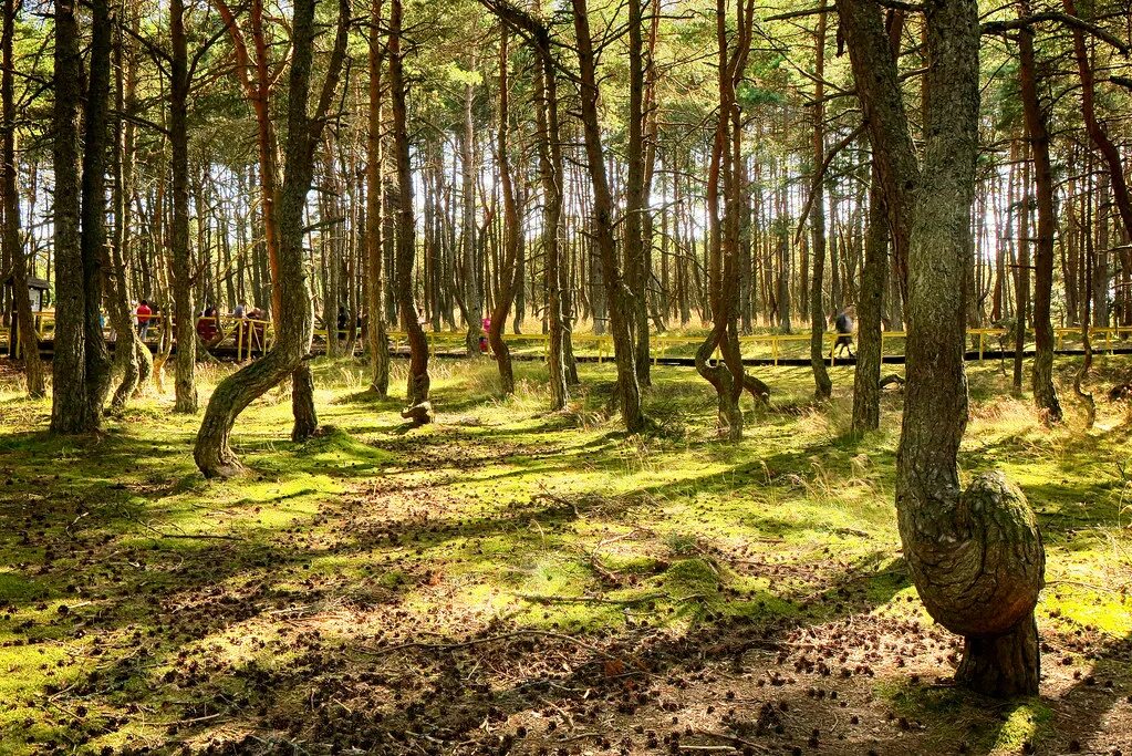 Пляшущий лес. Кашрская коса Танцующий лс. Куршская коса лес. Куршская коса Танцующий лес. Криволесье Куршская коса.