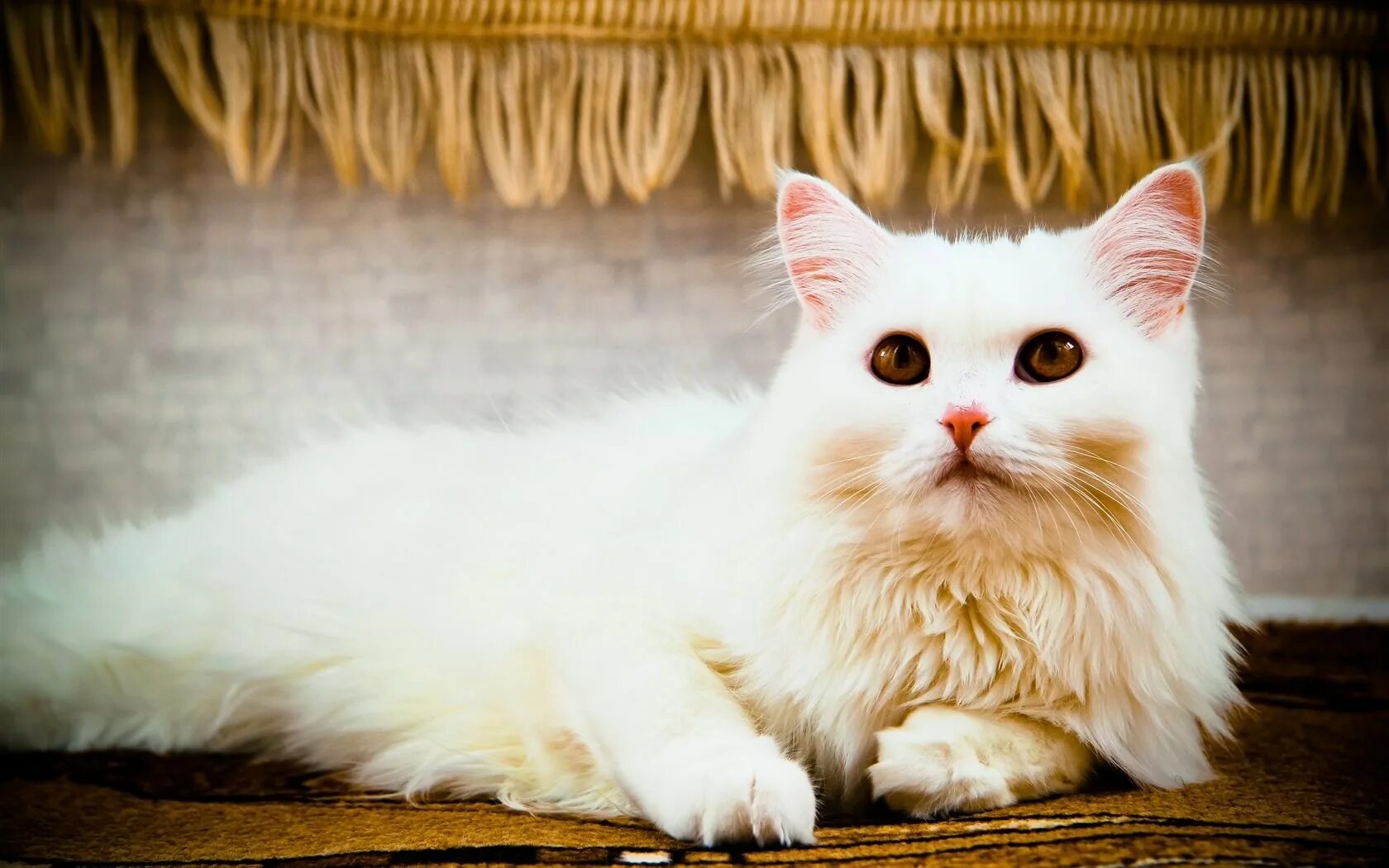 Красивые кошки. Кошка белая. Красивая белая кошка. Красивый кот.