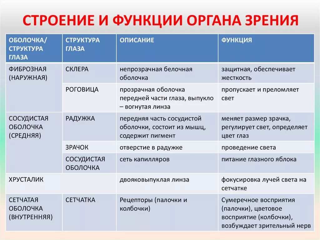 Краткая характеристика класса 8 класс. Таблица по биологии 8 класс оболочка глаза строение и функции. Строение и функции глаза таблица. Таблица системы глаза части глаза строение функции. Части глаза строение и функции таблица.