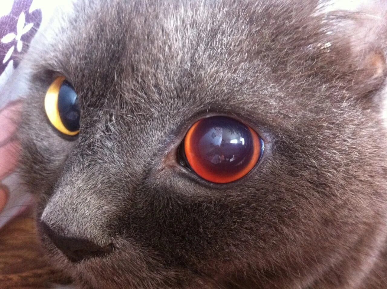Глаза кошки. Зрачок кошки.