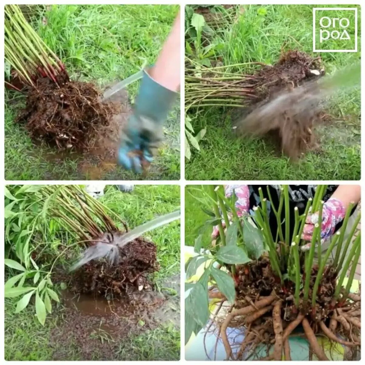 Можно ли разделить куст. Деление куста пиона. Корень травянистого пиона. Пионы размножение делением куста весной. Корневая система пиона травянистого.