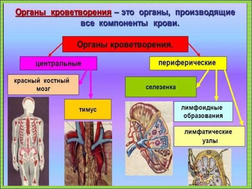 Классификация органов кроветворения и иммунной системы анатомия. Функция периферических органов кроветворения. Кроветворная система строение и функции. Органы кроветворения красный костный мозг и селезенка. Какой орган кроветворный