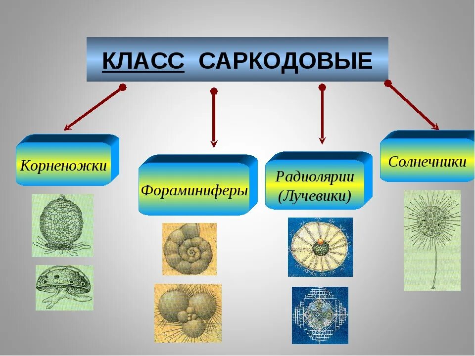 Фораминиферы солнечники лучевики. Представители класса Саркодовые корненожки. Класс Саркодовые представители паразиты. Таблица по биологии 7 класс Саркодовые корненожки.