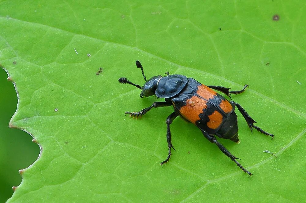 Жук Nicrophorus. Могильщик-погребатель(Nicrophorus vespilloides). Жук могильщик чернобулавый. Жук могильщик насекомое.