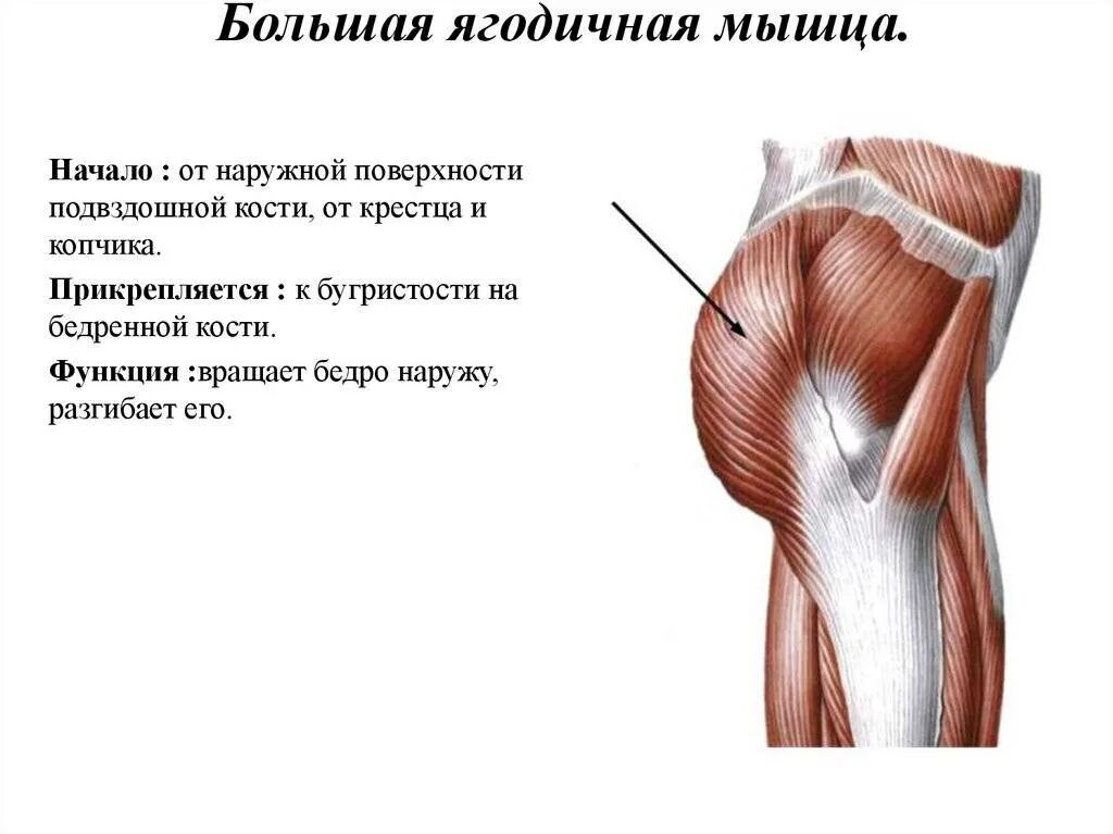 Большая ягодичная мышца начало и прикрепление функция. Ягодичные мышцы анатомия. Большая ягодичная мышца анатомия функции. Большая ягодичная мышца прикрепление.