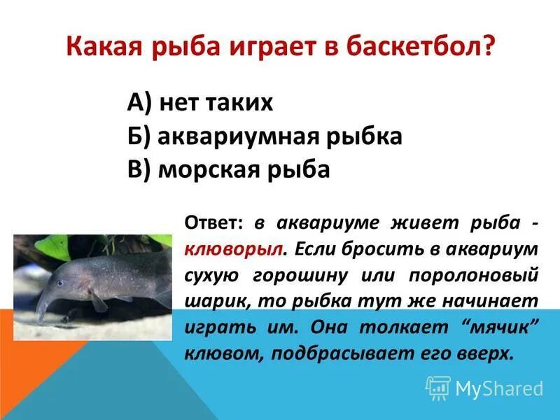 Слова рыба ответы. Какие рыбы живут. Ответ рыбы. Какая рыба носит человеческое имя.