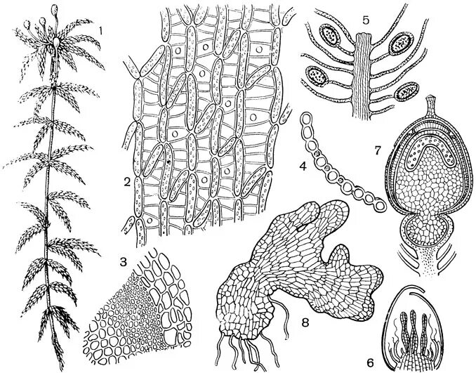 Сфагновые мхи хвойные двудольные папоротниковые. Гаметангии сфагнума. Торфяной мох сфагнум строение листа. Гаустория сфагнума. Филлидий сфагнума.