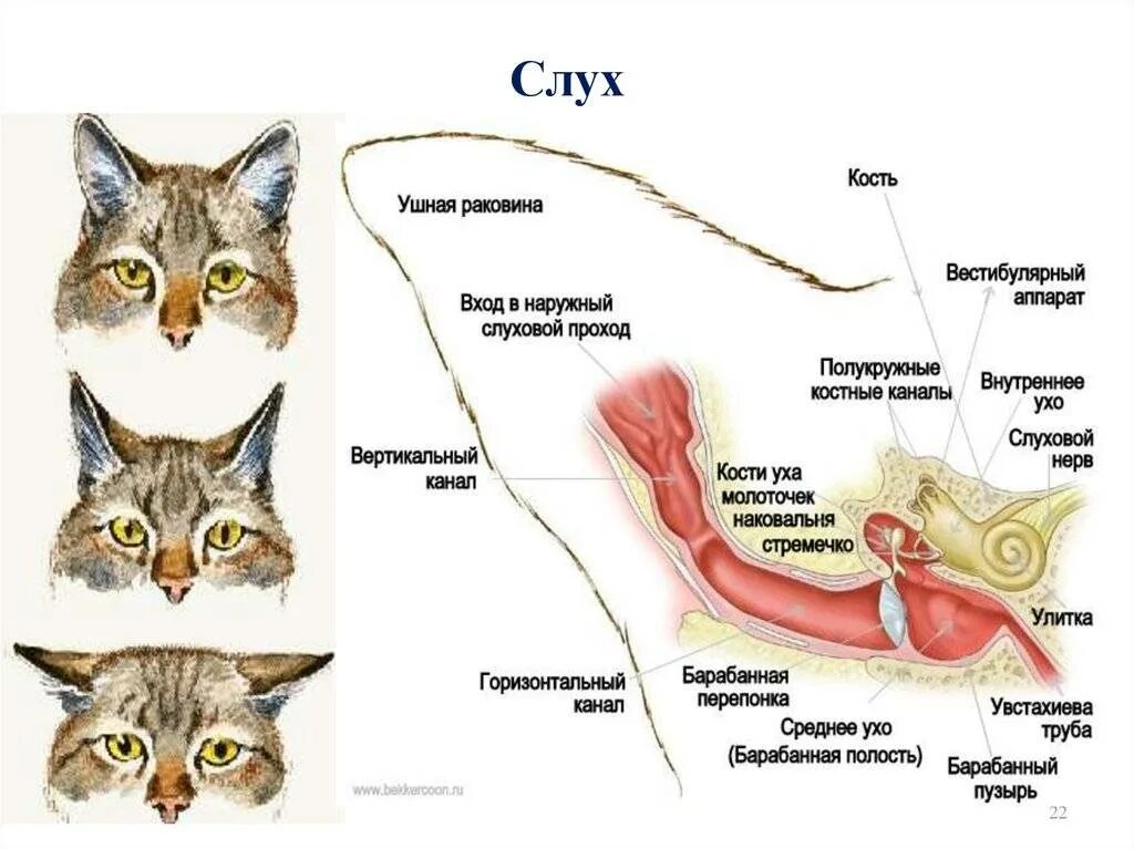 Строение слухового аппарата кошки. Строение кошачьего уха снаружи. Внутреннее ухо собаки
