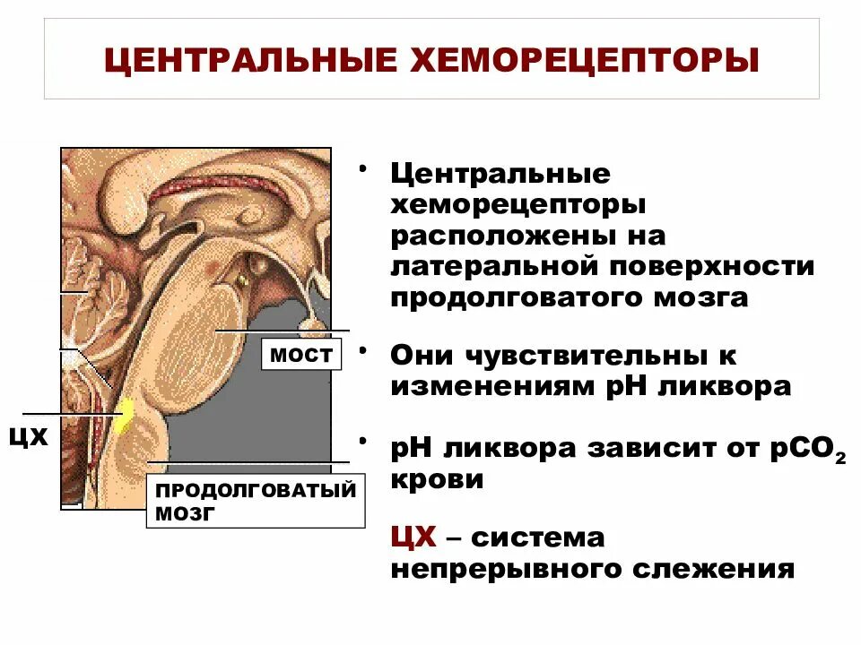 Центральные хеморецепторы физиология. Периферические хеморецепторы дыхания. Центральные хеморецепторы дыхания. Роль периферических хеморецепторов в регуляции дыхания. Хеморецепторы, регулирующие дыхание, чувствительны к:.