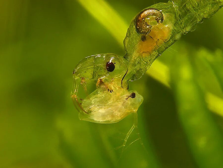 Личинка Chaoborus. Chaoborus crystallinus. Личинка дафнии. Коретра.