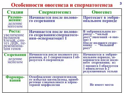 Отличия сперматогенеза от овогенеза