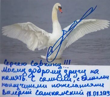 Слушать кучина белый лебедь