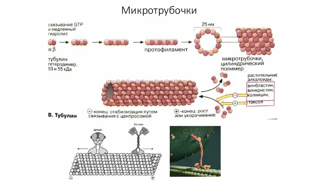4 микротрубочки. Схема строения микротрубочек. микротрубочки строение рисунок. строение клетки микротрубочки. цитоплазматические микротрубочки строение.