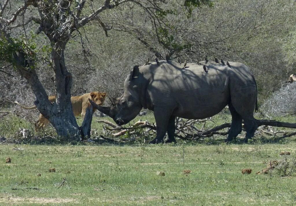 Носороги буйволы слоны обитают. Крюгер парк ЮАР. Парк Крюгера Носорогов. Национальный парк Крюгер Бегемоты. Национальный парк Крюгера черный носорог.