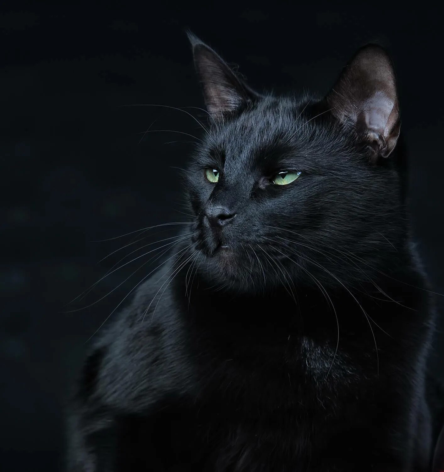 Кот 11 кг. Мейн кун черный. чёрный кот. черные коты. чёрный мейн кун с голубыми глазами.