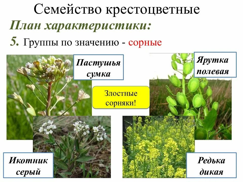 Семейство крестоцветные сообщение. Рудеральные крестоцветные. Крестоцветные и злаки. Крестоцветные сорняки. Сорные растения семейства крестоцветных.