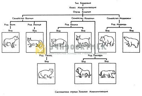 Составить схему животных