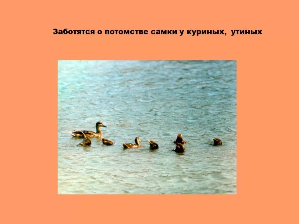 Забота о потомстве у птиц. Как птицы заботятся о своем потомстве 7 класс проект. Забота о потомстве самкой. Размножение и развитие птиц забота о потомстве.