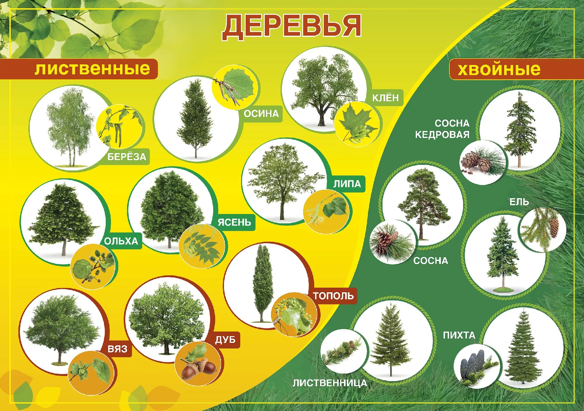 Хвойные леса примеры. Лиственные деревья названия. Лиственные и хвойные деревья. Деревья средней полосы Росси. Хвойные деревья названия с картинками.