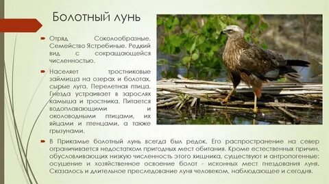 Биография болотного