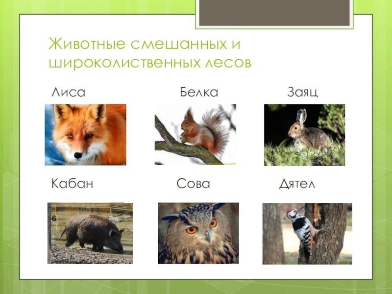 Животные широколиственных лесов 4 класс окружающий мир. Животный мир смешанных и широколиственных лесов в россии. животные зоны смешанных и широколиственных лесов россии. животный мир в смешанных и широколиственных лесах россии. животный мир смешанных лесов и широколиственных лесов в россии.