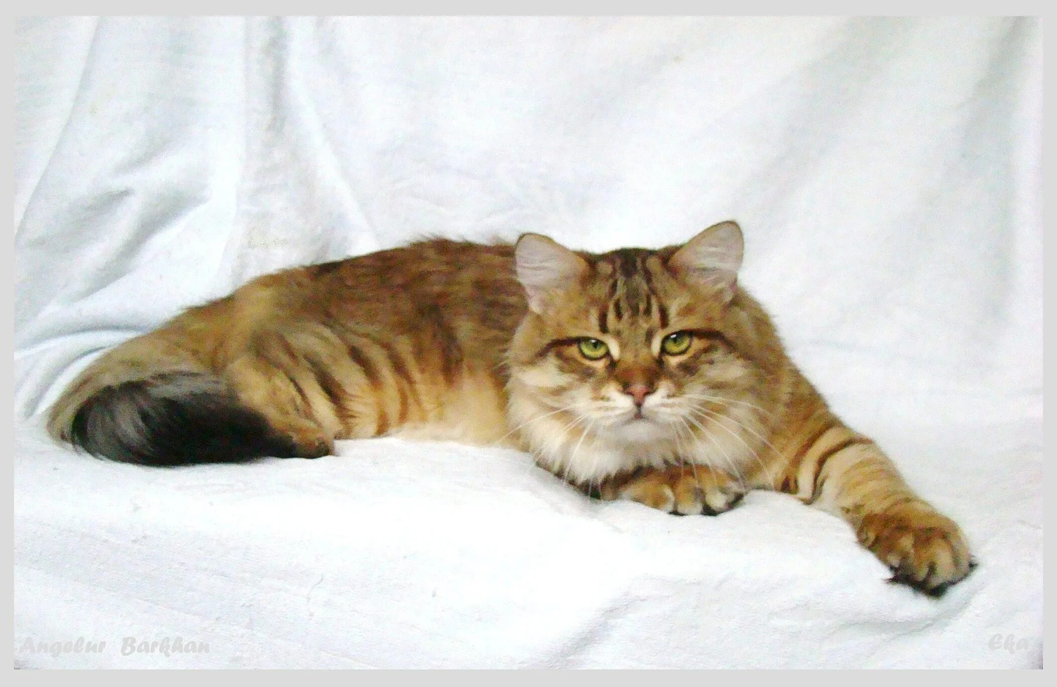 Сибирская кошка табби. Сибирская кошка окрас табби. Сибирская кошка табби тигровый. Сибирский кот золотистый мраморный.