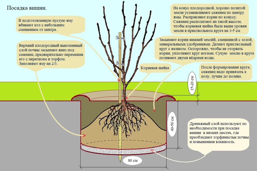 Корневая добавить. Правильная посадка саженцев яблони. Схема высадки вишни. Схема посадки саженцев яблони. Посадка саженцев яблони весной.