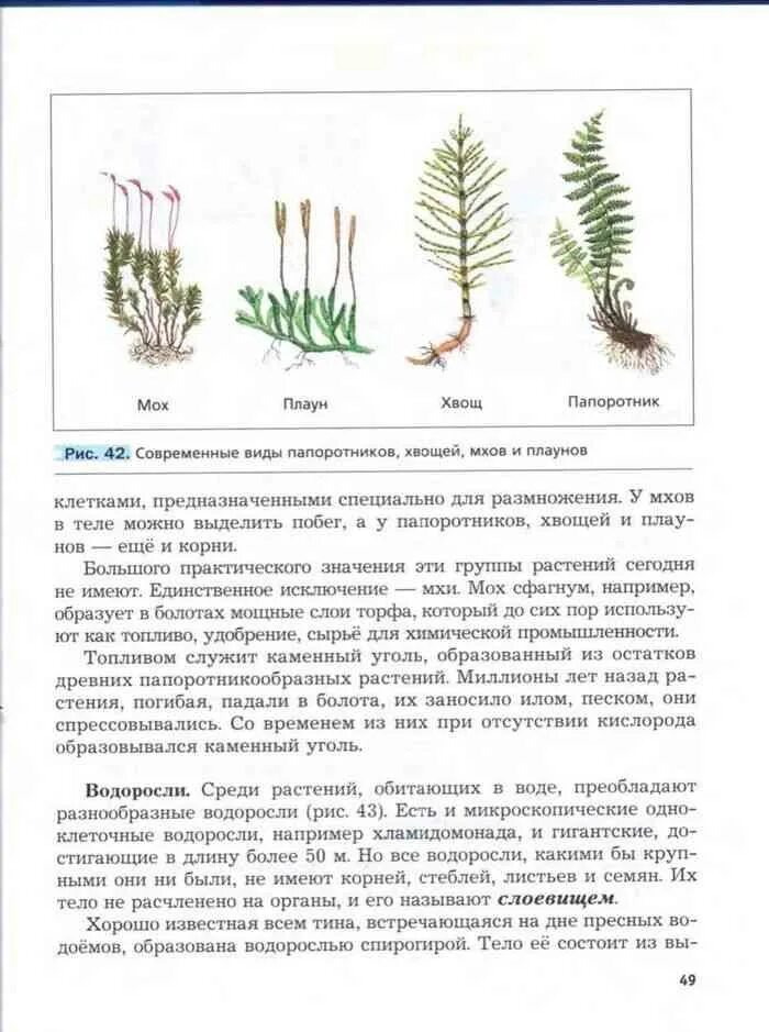 Сходство хвоща и плауна. Сравнительная характеристика плауны хвощи папоротники. Мхи папоротники хвощи плауны 5 класс биология. Мхи хвощи плауны характеристика. Особенности строения папоротников хвощей и плаунов.