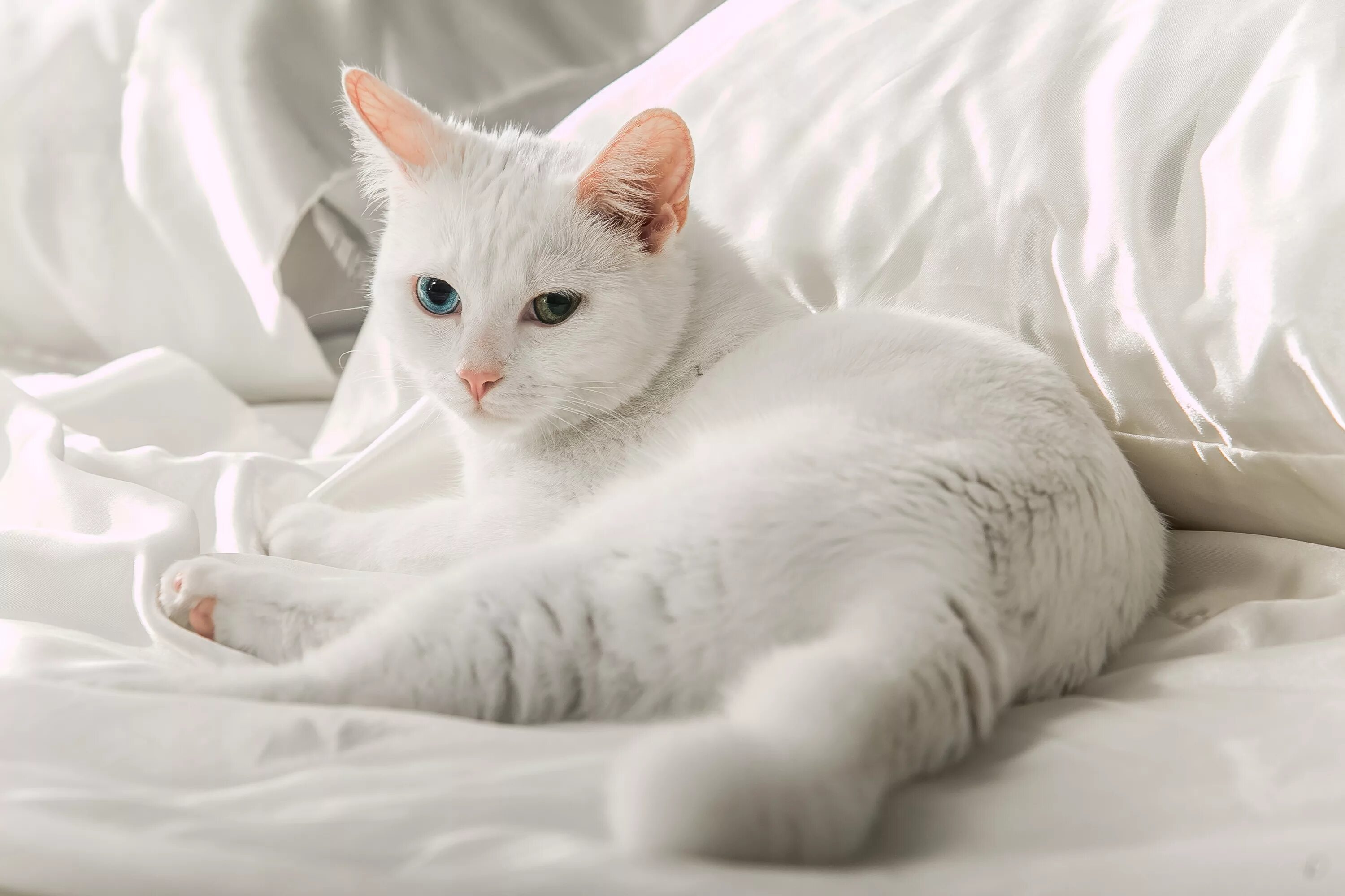 К чему снится породистый. Турецкая ангора кошка. Турецкая ангора кошка короткошерстная. Турецкая ангора белая. Анатолийская короткошерстная кошка белая.
