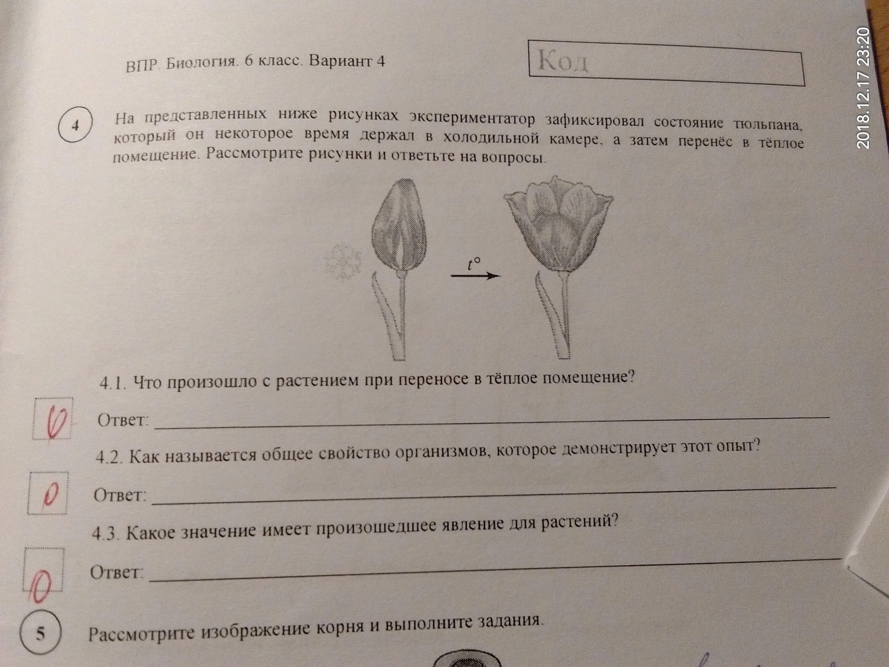 В изображенном на рисунке опыте тюльпан. Как называется данный процесс тюльпан. Процессы в биологии 6 класс ВПР. Рассмотрите фотографию для иллюстрации какой. Как называется этот процесс ВПР биология 6.