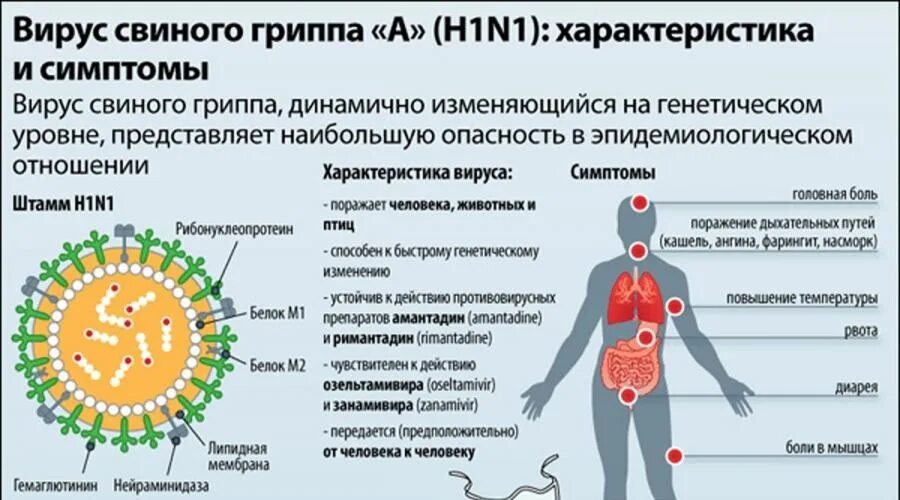 Грипп h1n1. Вирус гриппа h1n1 строение. Свиной грипп h1n1. Грипп h1n1 симптомы.