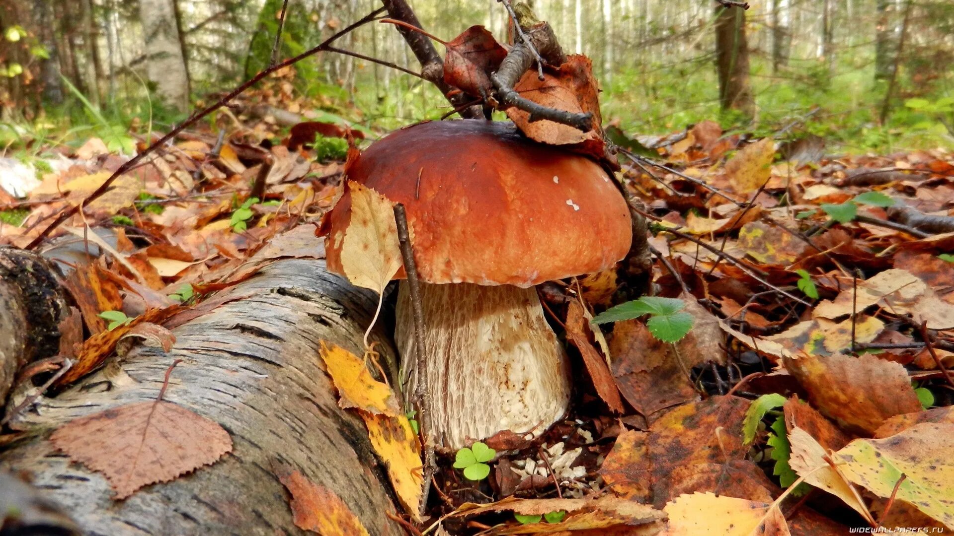 грибное дерево. грибы растущие на деревьях. подберёзовик обыкновенный съедобные грибы. грибы в осеннем лесу. грибы на деревьях.