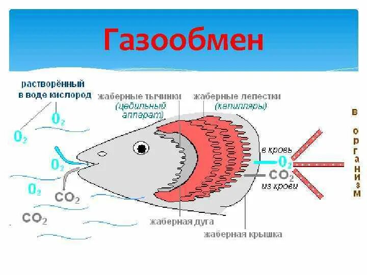 Дыхательная система костных рыб схема. Органы дыхания рыб жабры. Схема жаберного дыхания рыб. Механизм работы жабр у рыб. Речной рак дышит при помощи жабр растворенный