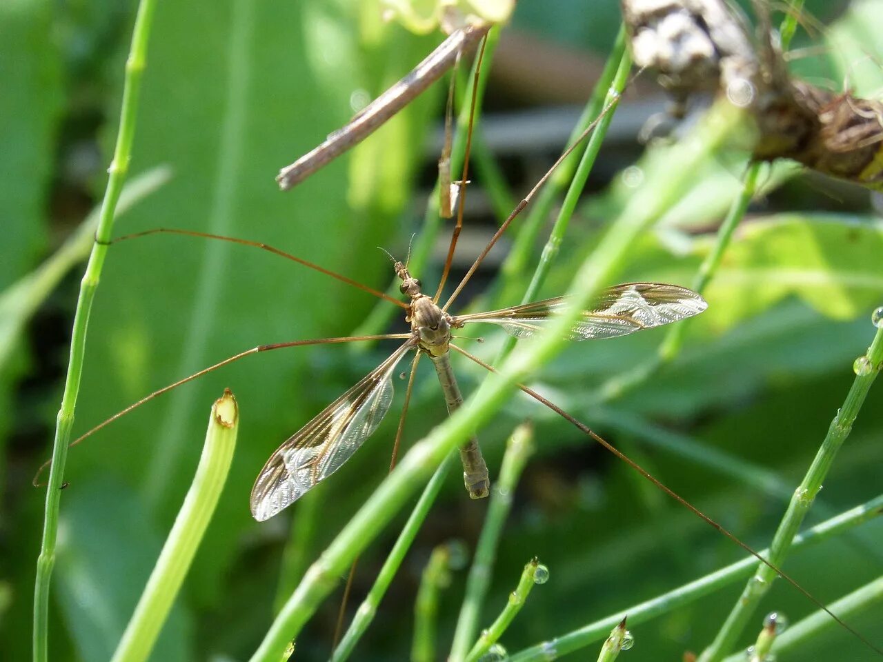 Insect legs. Комар фото. Травяные насекомые. Длинноногие насекомые. Большой комар.