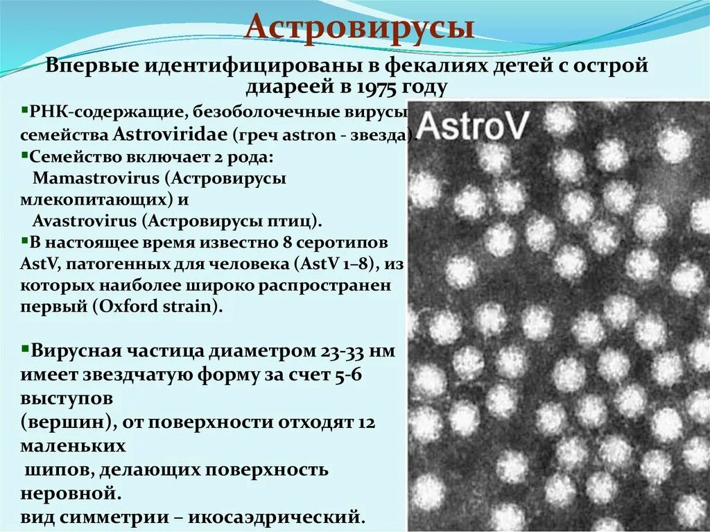 Ротавирус воздушно капельным. Астровирусы микробиология. ротавирус норовирус астровирус. астровирус инфекционные болезни. астровирусная инфекция характеризуется.