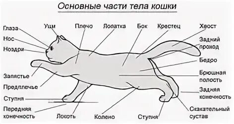 Выберите характеристику соответствующую внешнему строению кошки