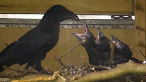 Six ravens