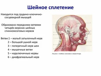 Шейное сплетение это